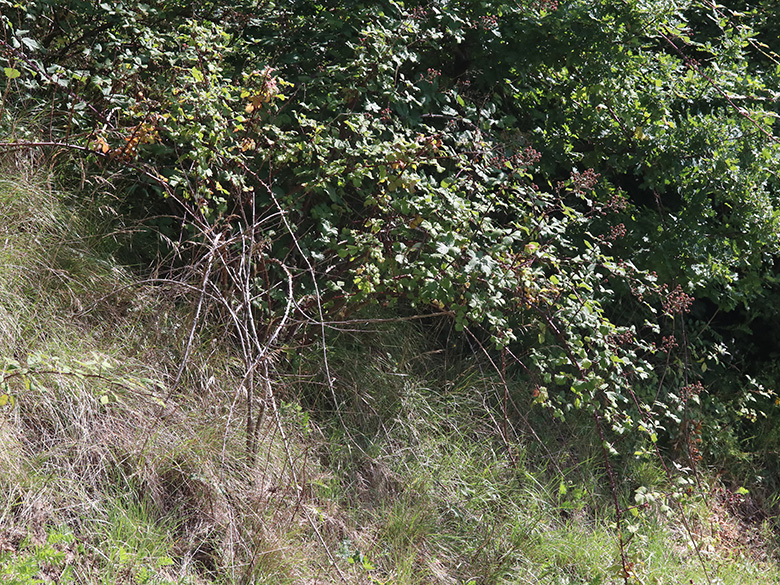 Rubus ulmifolius
