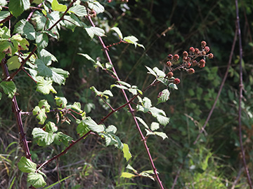 Rubus ulmifolius