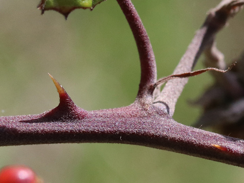 Rubus ulmifolius