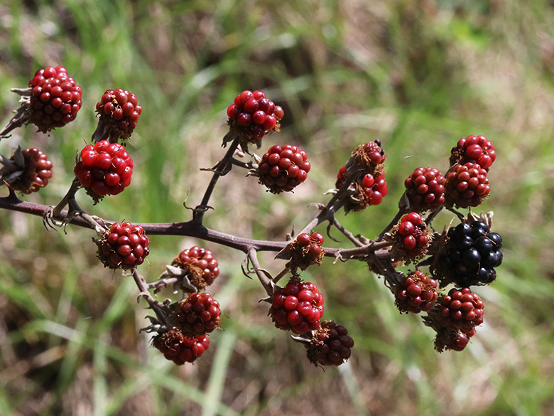 Rubus ulmifolius