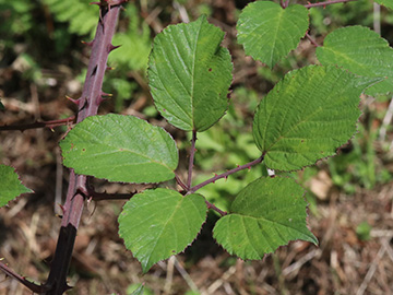 Rubus ulmifolius
