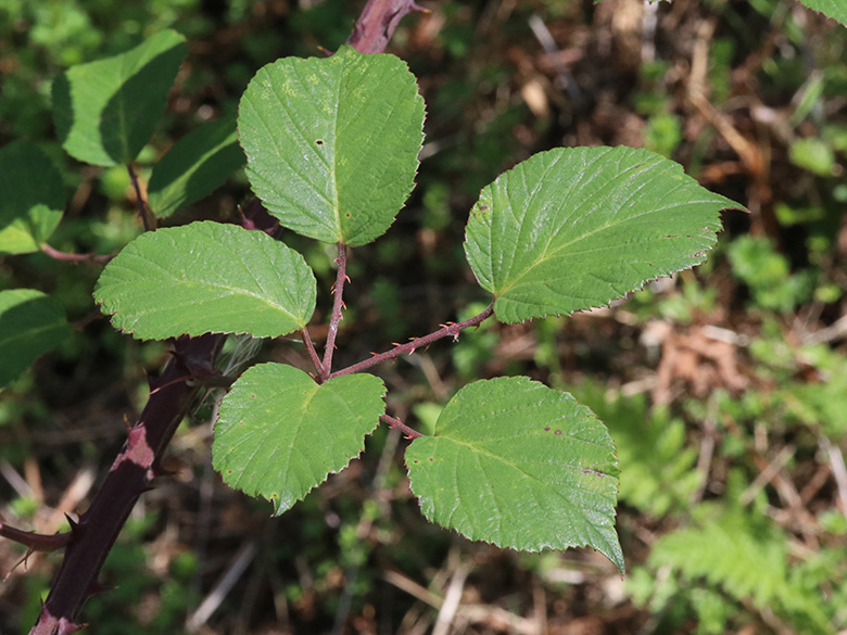 Rubus ulmifolius