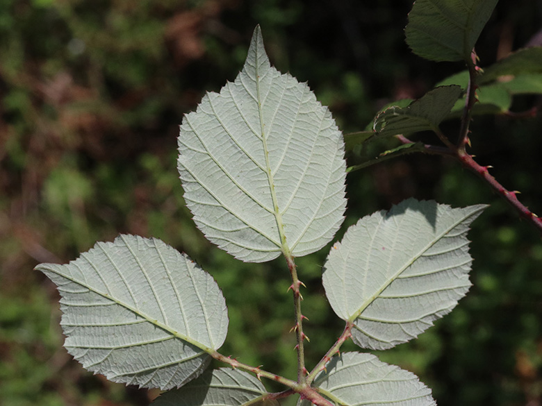 Rubus ulmifolius