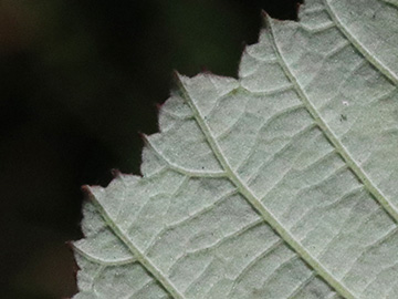 Rubus ulmifolius