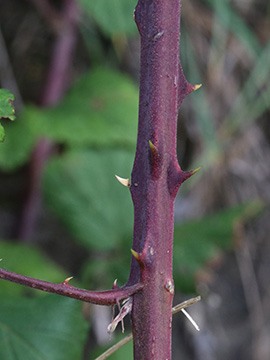Rubus ulmifolius