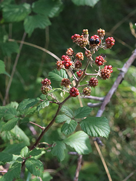 Rubus ulmifolius