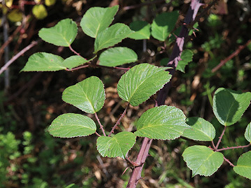 Rubus ulmifolius