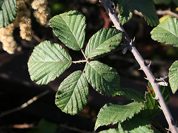 Rubus ulmifolius
