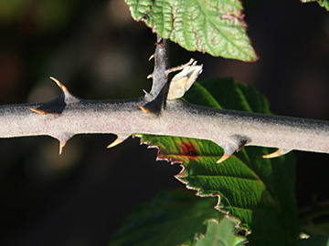 Rubus ulmifolius