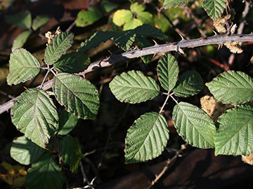 Rubus ulmifolius