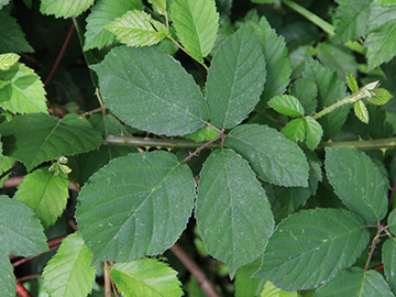 Rubus vestitus