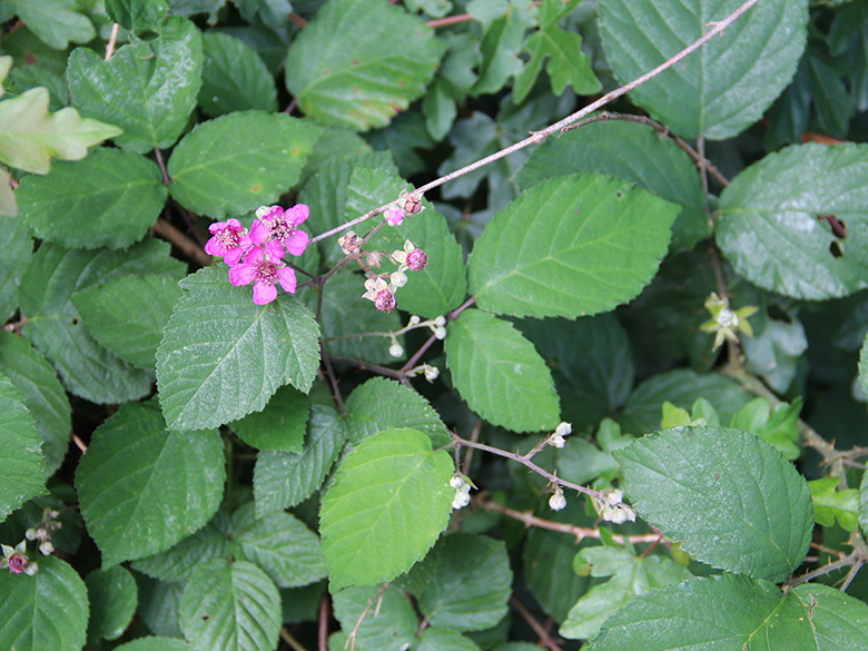 Rubus vestitus