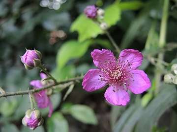 Rubus vestitus
