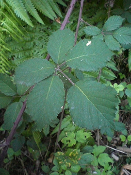 Rubus vestitus