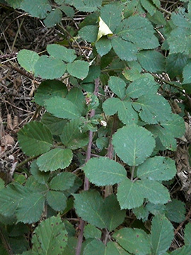 Rubus vestitus