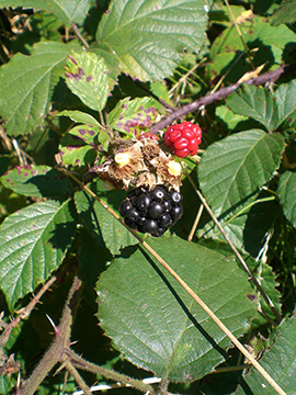 Rubus vestitus