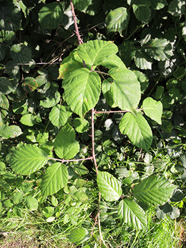 Rubus vestitus