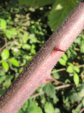 Rubus vestitus