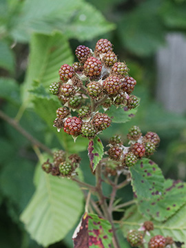 Rubus vestitus