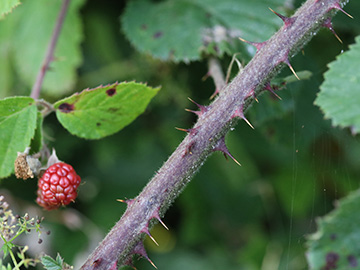 Rubus vestitus