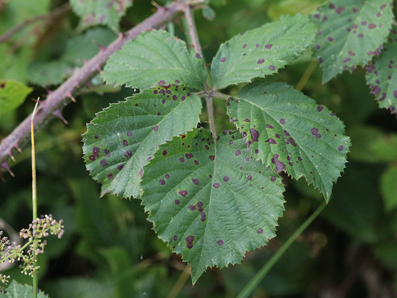 Rubus vestitus