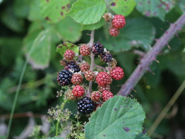 Rubus vestitus