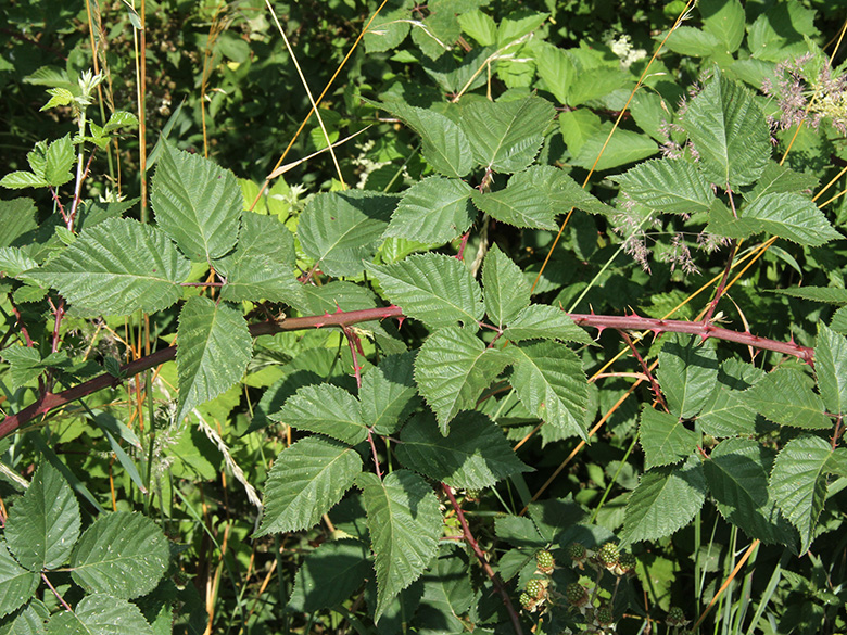 Rubus vigorosus