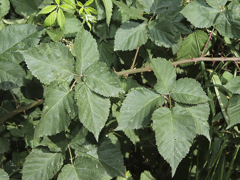 Rubus vigorosus