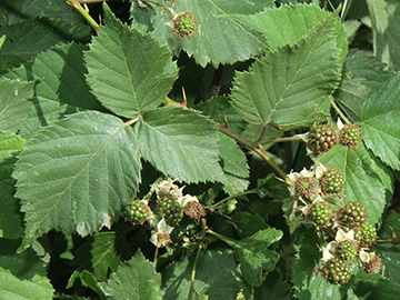Rubus vigorosus