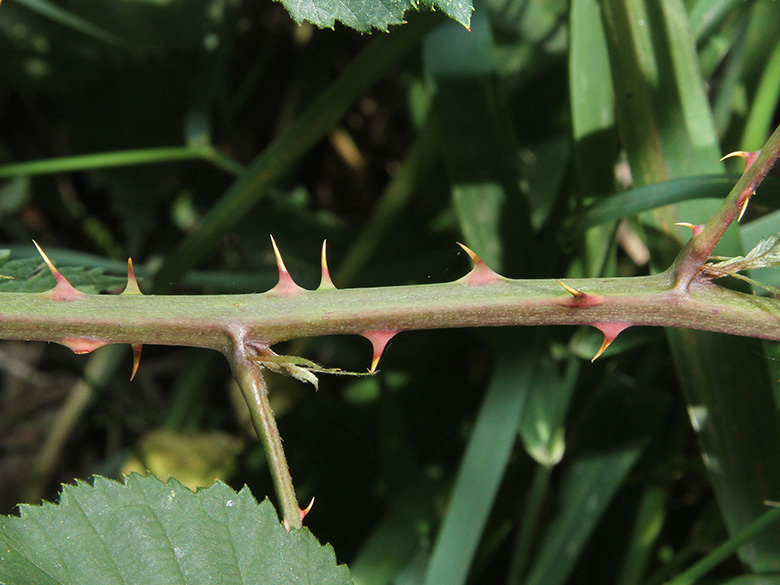 Rubus vigorosus