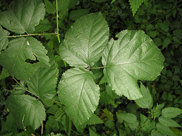 Rubus vigorosus