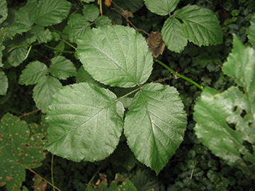 Rubus vigorosus