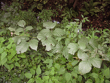 Rubus vigorosus