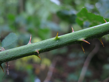Rubus vigorosus