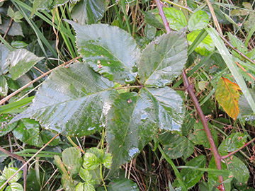 Rubus vigorosus