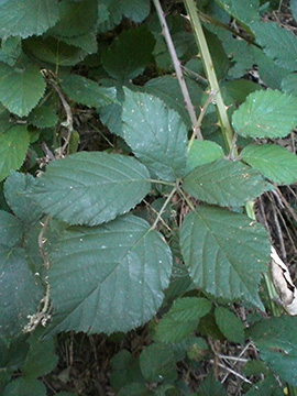 Rubus winteri