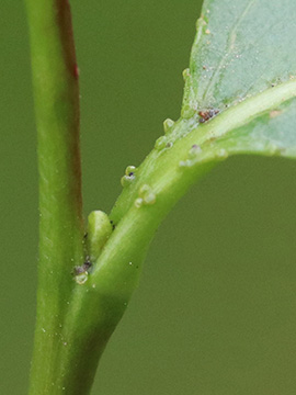 Salix pentandra