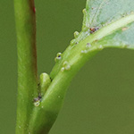 Salix pentandra - Lorbeer-Weide