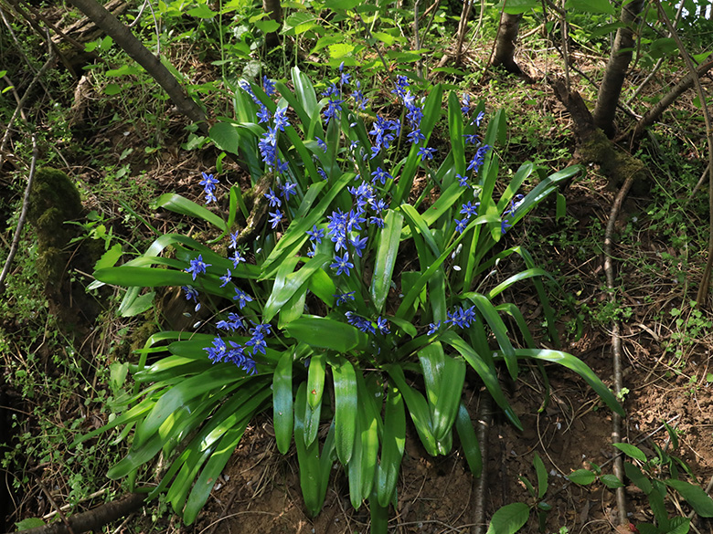 Scilla amoena