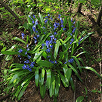 Scilla amoena - Schöner Blaustern