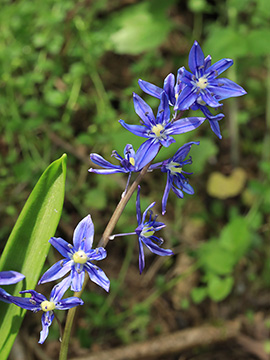 Scilla amoena