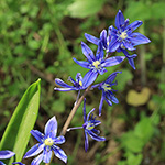 Scilla amoena - Schöner Blaustern