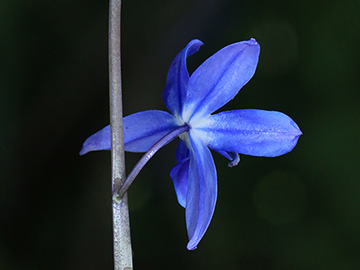 Scilla amoena