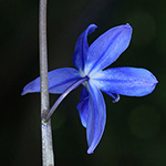 Scilla amoena - Schöner Blaustern