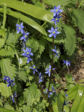 Scilla amoena