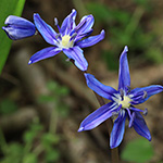 Scilla amoena - Schöner Blaustern