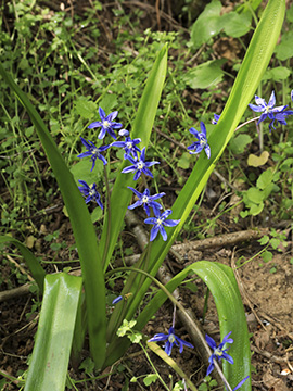 Scilla amoena