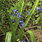 Scilla amoena - Schöner Blaustern