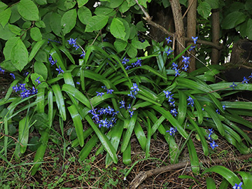 Scilla amoena