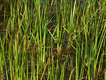 Sparganium erectum neglectum